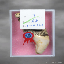 เสือหลวงพ่อนก แชมป์งานสมาคม