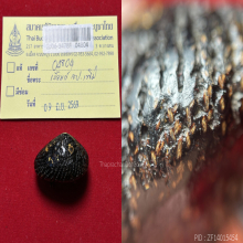 >>>..,เบี้ยแก้ หลวงปู่เพิ่ม วัดกลางบางแก้ว มันส์ๆ พร้อมบัตรฯ