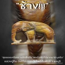 “ช้าง” หลวงปู่ทิม อิสริโก ออกวัดโพธิ์สัมพันธ์ จ.ชลบุรี