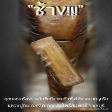 “ช้าง” หลวงปู่ทิม อิสริโก ออกวัดโพธิ์สัมพันธ์ จ.ชลบุรี
