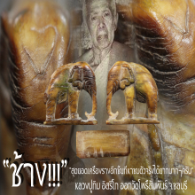 “ช้าง” หลวงปู่ทิม อิสริโก ออกวัดโพธิ์สัมพันธ์ จ.ชลบุรี