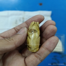พยัคฆ์ล้านนา เสือ เขี้ยวแกะ ครูบาน้อย วัดบ้านปง เชียงใหม่่