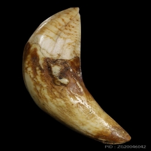 เขี้ยวหมูป่าเขี้ยวตัน มีเขี้ยวงอก(หายาก) ยาว9.5Cm.สภาพสวยมาก