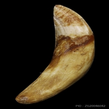 เขี้ยวหมูป่าเขี้ยวตัน มีเขี้ยวงอก(หายาก) ยาว9.5Cm.สภาพสวยมาก