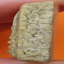 พระสมเด็จเนื้อผงแตกลายงา ขนาดประมาณ 1.5 x 2.3 ซม.