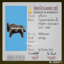 วัวธนูหลวงพ่อน้อย วัดศรีษะทอง จ.นครปฐม