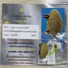 ติดที่3สมาคม เบี้ยแก้ถักดิ้นทอง หลวงปู่เจือ วัดกลางบางแก้ว