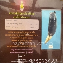 เขี้ยวเสือโคร่ง 4 นิ้ว ลงรักถักเชือก เก่าทะลุ 100 ปี
