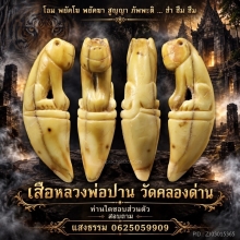 เสือหลวงพ่อปาน วัดคลองด่าน (เต็มเขี้ยว)