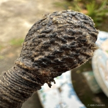 ประคตเอวหลวงปู่ยิ้ม วัดหนองบัว จ.กาญจนบุรี