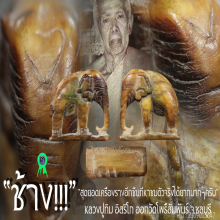 “ช้าง” หลวงปู่ทิม อิสริโก ออกวัดโพธิ์สัมพันธ์ จ.ชลบุรี