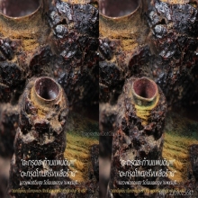 “ตะกรุดโทนพอกครั่ง” หลวงพ่อทองสุข วัดโตนดหลวง จ.เพชรบุรี