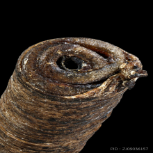 ตะกรุดหนัง  หลวงพ่อแพ  วัดกลางราชครู